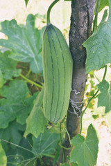 Green Luffa, Sponge gourd, Smooth loofah, Vegetable sponge, Gourd towel in the vegetable garden.