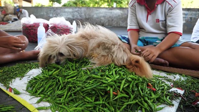 A dog laying on a pile of green chili's
