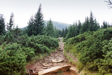 Mountains and forest. The path in the mountains