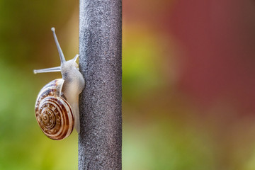 Close up of brown snail, slowly crawling down an iron bar, after massive storm. Garden wildlife,...