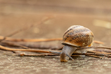 Slow, brown and gold snail, overcoming many obstacles after a rainy day.