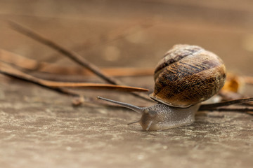 Slow, brown and gold snail, overcoming many obstacles after a rainy day.