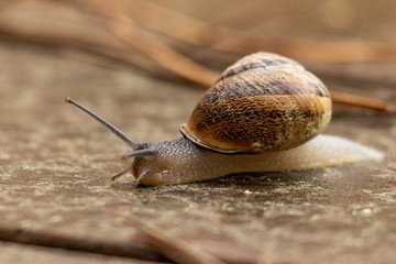 Slow, brown and gold snail, overcoming many obstacles after a rainy day.