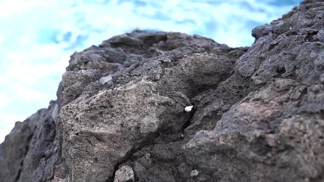 The Hawaiian sea snail also know as nerita or pipipi come in various sizes and are commonly found in tide pools or rocky areas throughout many beaches in Hawaii