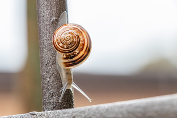 Close up of brown snail, slowly crawling down an iron bar, after massive storm. Garden wildlife,...