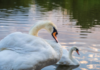 Two cygnus orol swans swimming  in Leazes Park pond in Newcastle, UK