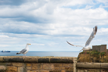 A seagull takes off a wall barrier as another one watches in front of Tynemouth Priory and Castle, United Kingdom