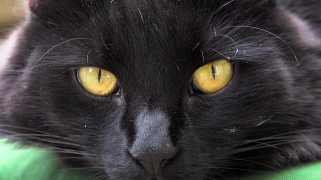 A close up of the face of a black cat with beautiful green eyes.