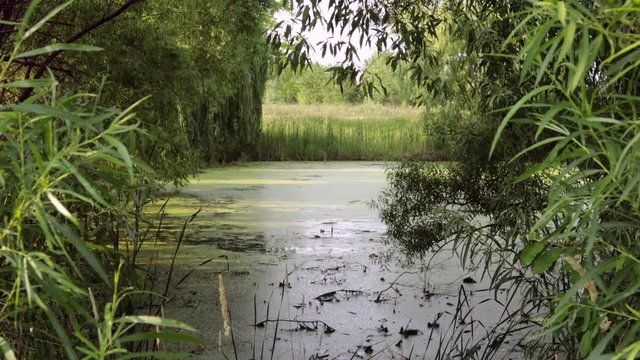 Time-lapse of wildlife on a samp in northern Minnesota.