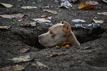 a pit bull in a hole