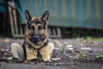 portrait of german shepherd