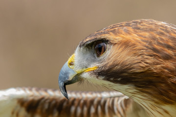 Majestic Hawk close up while studying his hunting grounds. Details of the bright orange Eye and Iris.