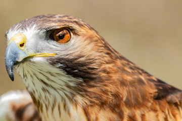 Majestic Hawk close up while studying his hunting grounds. Details of the bright orange Eye and Iris.