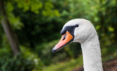Head of Cygnus olor swan. Shot at Leazes Park