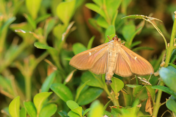 Fototapeta premium Buchsbaumzünsler dunkel
