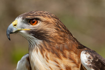 Majestic Hawk close up while studying his hunting grounds. Details of the bright orange Eye and Iris.