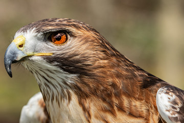 Majestic Hawk close up while studying his hunting grounds. Details of the bright orange Eye and Iris.