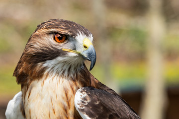 Majestic Hawk close up while studying his hunting grounds. Details of the bright orange Eye and Iris.