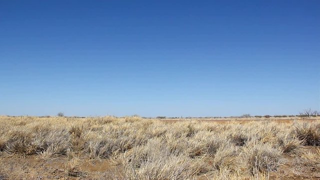 Green big truck with four trailers passing by empty road in Outback Australia. Road train in Northern Terrotory desert rural freeway. Long distance goods transportation concepts
