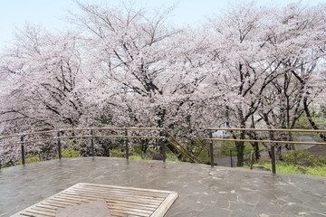 桜満開の都立戸山公園の箱根山（東京都新宿区）
