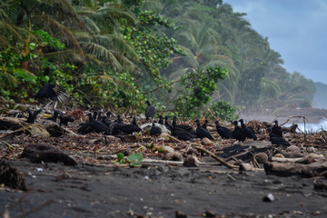 scavengers on the beach