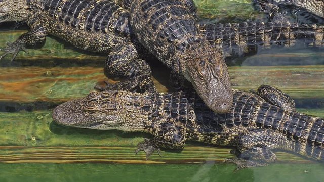 Alligators breeding farm. American Alligator - Alligator mississippiensis. Alligators farm lots of aligators angry background. Crocodiles are basking in the sun on a crocodile farm.