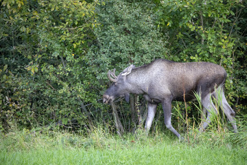 Fototapeta na wymiar Moose in Norwegian forest Northern Norway