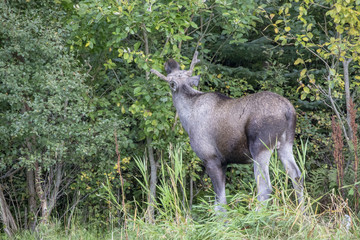 Obraz premium Moose in Norwegian forest Northern Norway