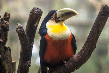 Toucan (Ramphastos dicolorus) in Foz of Iguassu