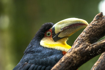 Toucan (Ramphastos dicolorus) in Foz of Iguassu