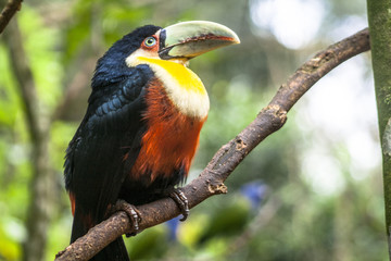 Toucan (Ramphastos dicolorus) in Foz of Iguassu