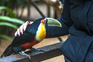 Toucan (Ramphastos dicolorus) in Foz of Iguassu