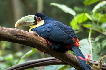 Toucan (Ramphastos dicolorus) in Foz of Iguassu