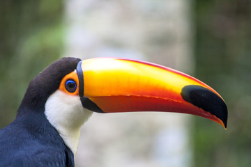 Fototapeta premium Tucano-Toco (Ramphastos toco) in Foz do Iguassu, Brazil