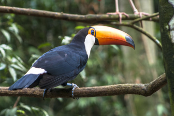 Tucano-Toco (Ramphastos toco) in Foz do Iguassu, Brazil