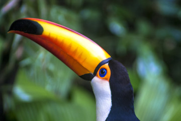 Fototapeta premium Tucano-Toco (Ramphastos toco) in Foz do Iguassu, Brazil