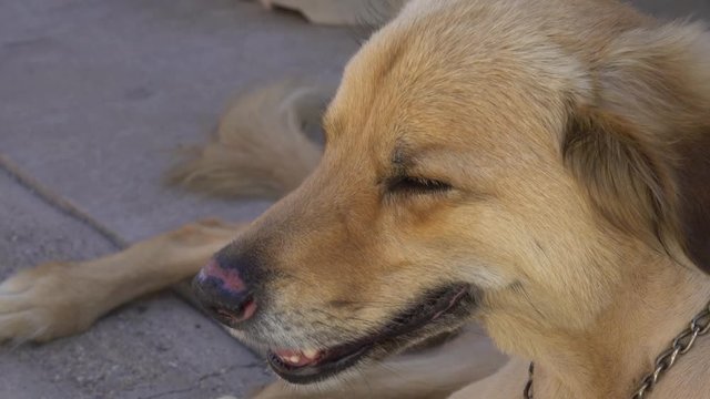 A litte closeup of a dog