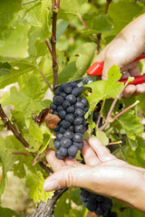 Vendanges