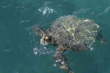 Sea Turtle - Australia