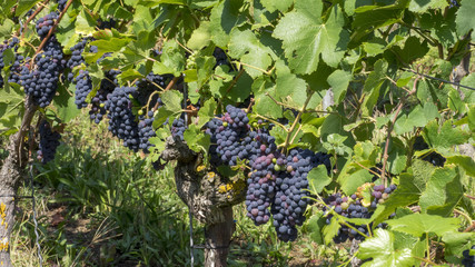 C&eacute;pages du Markgr&auml;flerland dans le sud de l'Allemagne. Pieds de vignes et grappes de raisin du terroir des collines de Tullingen