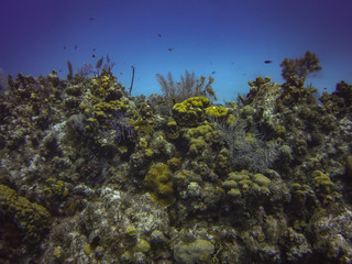 Coral Reef