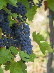 Cépages du Markgräflerland dans le sud de l'Allemagne. Pieds de vignes et grappes de raisin du terroir des collines de Tullingen