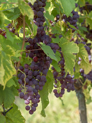 Cépages du Markgräflerland dans le sud de l'Allemagne. Pieds de vignes et grappes de raisin du terroir des collines de Tullingen