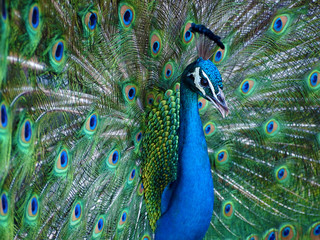 Fototapeta na wymiar Proud blue peacock