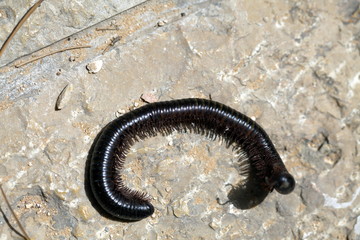 Black caterpillar skolopendra on a stone floor in Israel