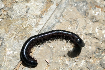 Black caterpillar skolopendra on a stone floor in Israel