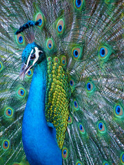 Portrait of blue Indian peacock