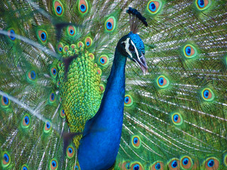 Fototapeta premium Beautiful blue Indian peacock