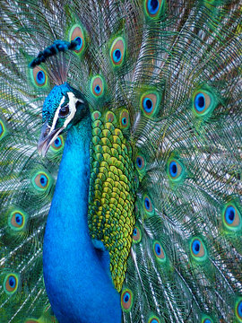 Fototapeta Portrait of blue Indian peacock