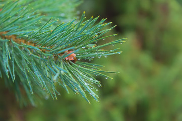 Naklejka na ściany i meble Fir tree brunch close up. Shallow focus. Fluffy fir tree brunch close up. Copy space